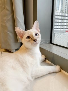 Bubu - Domestic Short Hair Cat