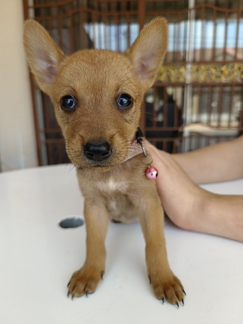 Pinky - Mixed Breed Dog