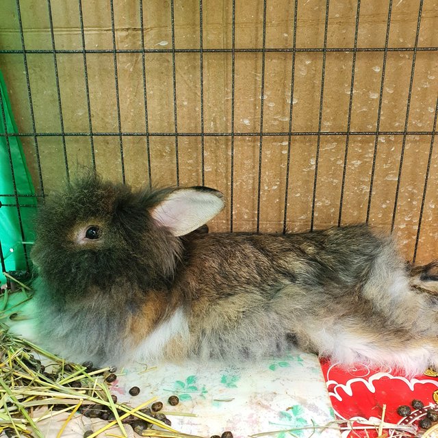 Moonlight - Netherland Dwarf Rabbit