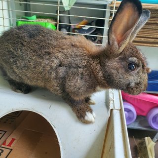 Moonlight - Netherland Dwarf Rabbit