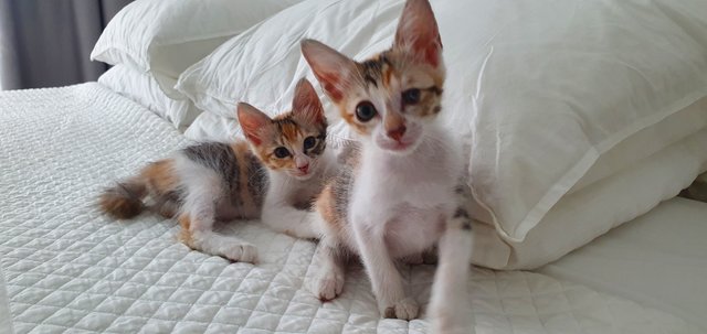 Oreo &amp; Pepper - Calico + Domestic Medium Hair Cat