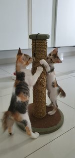 Oreo &amp; Pepper - Calico + Domestic Medium Hair Cat