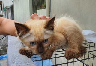 Poppy - Domestic Long Hair Cat