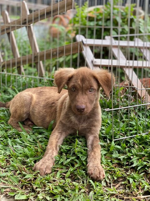 Sleepy - Mixed Breed Dog