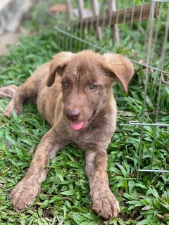 Sleepy - Mixed Breed Dog