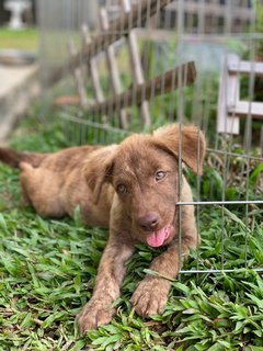 Sleepy - Mixed Breed Dog