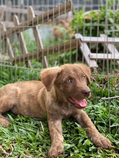 Sleepy - Mixed Breed Dog