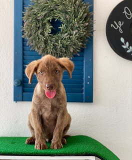 Sleepy - Mixed Breed Dog