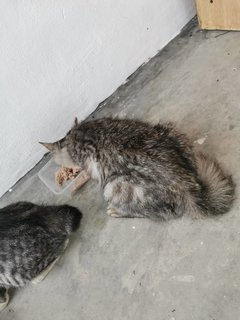 Manja Sayang N Baby - Domestic Short Hair Cat