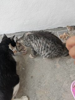 Manja Sayang N Baby - Domestic Short Hair Cat