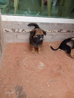 Fluffy Babe - Mixed Breed Dog