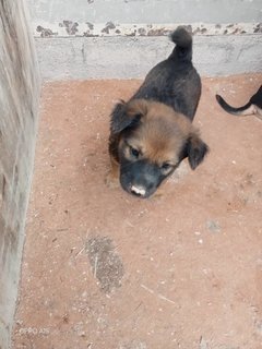 Fluffy Babe - Mixed Breed Dog