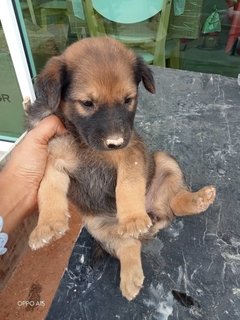 Fluffy Babe - Mixed Breed Dog