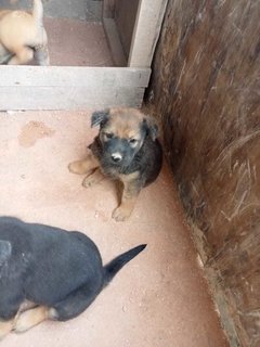 Fluffy Babe - Mixed Breed Dog