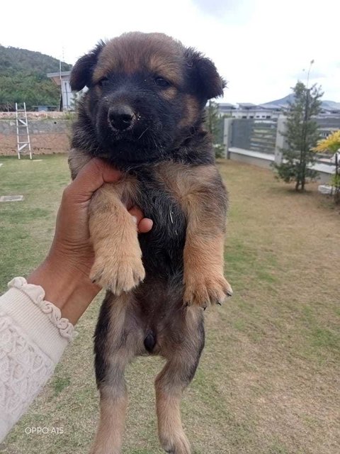 Fluffy Babe - Mixed Breed Dog