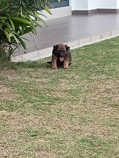 Fluffy Babe - Mixed Breed Dog