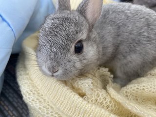 Baby - Netherland Dwarf Rabbit