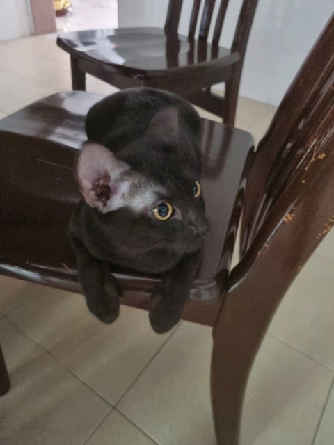 黑熊 Black Bear - Domestic Short Hair Cat