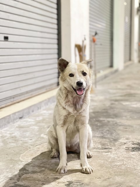 Strawberry - Mixed Breed Dog