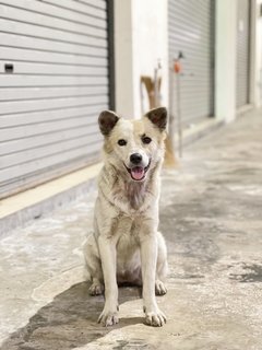 Strawberry - Mixed Breed Dog