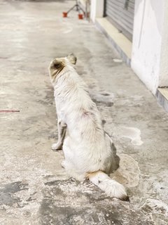 Strawberry - Mixed Breed Dog