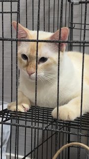 Big White - Siamese + Domestic Short Hair Cat