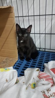 Nero - Domestic Short Hair Cat