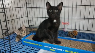 Nero - Domestic Short Hair Cat