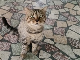 Tiger - Tabby Cat