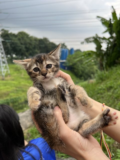 Paopao - Domestic Short Hair Cat