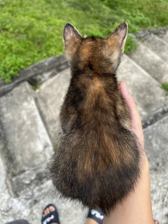 Paopao - Domestic Short Hair Cat