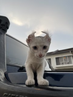 Yi Dian Hei - Domestic Medium Hair Cat