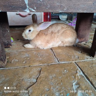 Rabbit - American Rabbit