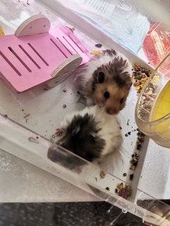 Pearl And Milk Tea - Chinese Hamster Hamster