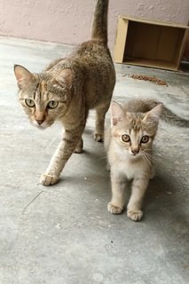 Cat/kitten - Domestic Short Hair Cat