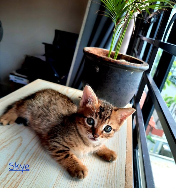 Skye - Domestic Short Hair Cat