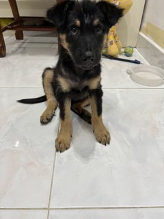 Puppy 32 - Mixed Breed Dog