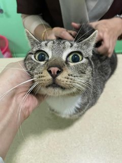 Belang &amp; Black  - Domestic Short Hair + American Shorthair Cat