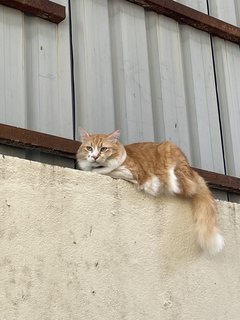 Leo - Domestic Long Hair + Tabby Cat