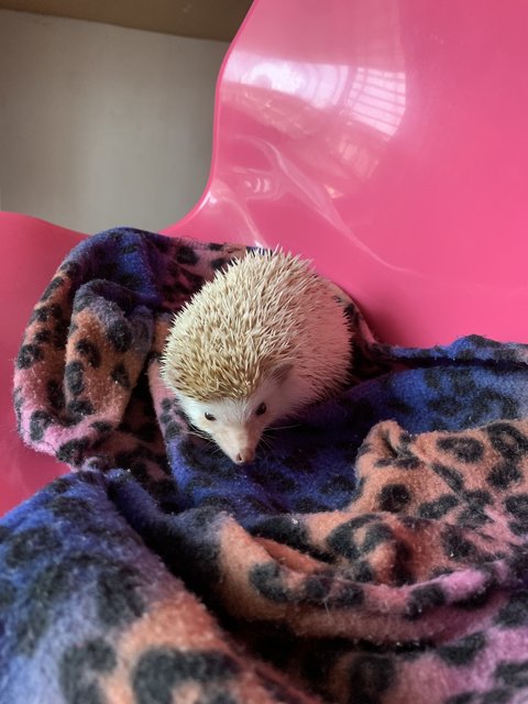 Hans - Hedgehog Small & Furry