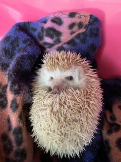 Hans - Hedgehog Small & Furry