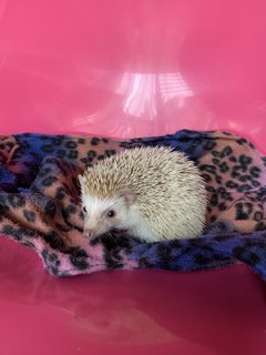 Hans - Hedgehog Small & Furry