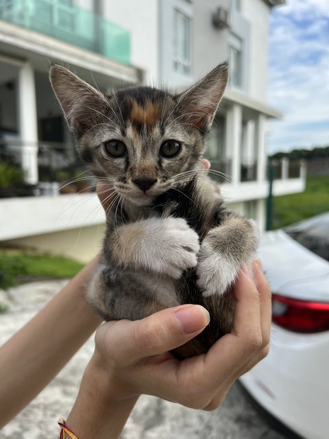 Xinxin - Domestic Short Hair Cat