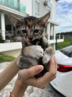 Xinxin - Domestic Short Hair Cat