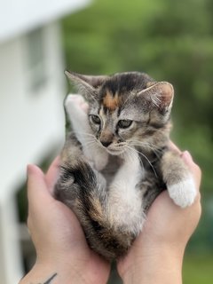 Xinxin - Domestic Short Hair Cat