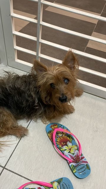 Owner Found  - Silky Terrier Dog