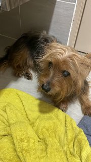 Owner Found  - Silky Terrier Dog