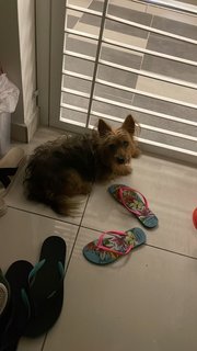 Owner Found  - Silky Terrier Dog