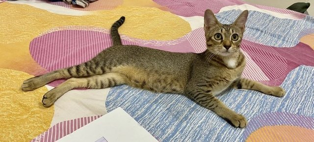 Pinku ( Gulu)  - Abyssinian Cat