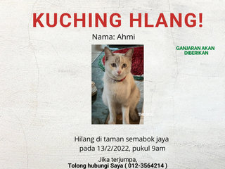 Ahmi - Domestic Short Hair Cat